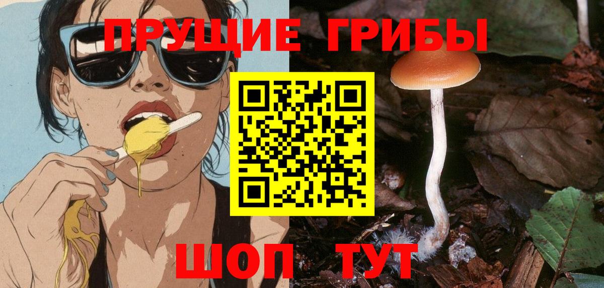 Галлюциногенные грибы Psilocybine cubensis Кудрово